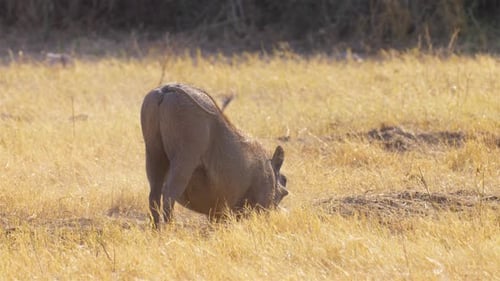 Warthog feeding From Ground in nature, Botswana