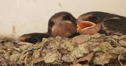 Barn swallows (Hirundo rustica).Chicks waiting for feed in the nest. France.