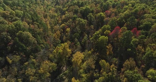 Forest Scenery With Autumn Foliage In Eagle Hollow, Arkansas, USA. Aerial Drone Shot