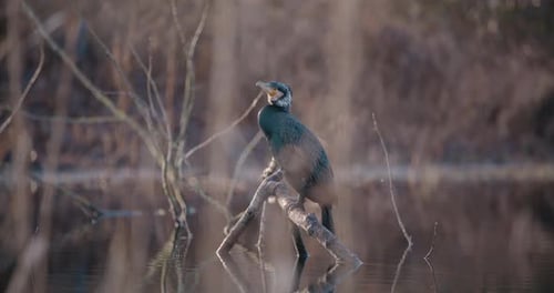Great Black Cormorant Perched on a Branch in a Lake, Blurred Elements