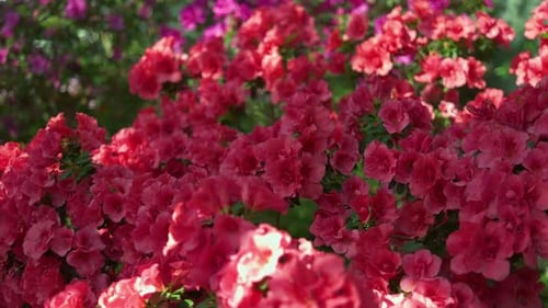 Amazing View of Colorful Rododendron Blooming in the Garden Under Sunlight