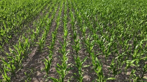 Drone de vue aérienne de Cornfield survole l'agriculture verte et la production de maïs