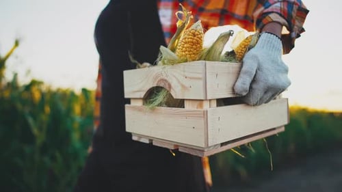 Close Up in Hands of Farmer Carries Basket with Fresh Harvest of Corn Cobs with Leaves and Peel