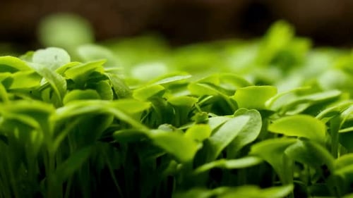 Growing Plants Timelapse