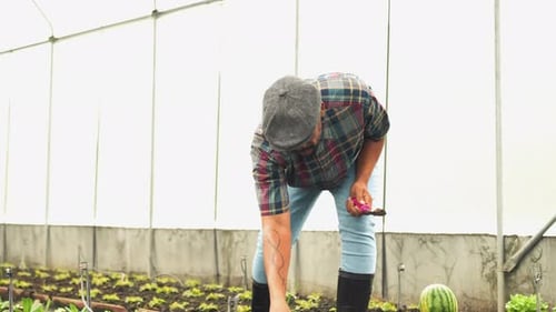 Asian man plowing the soil to grow organic fresh hydroponic vegetable in a greenhouse garden