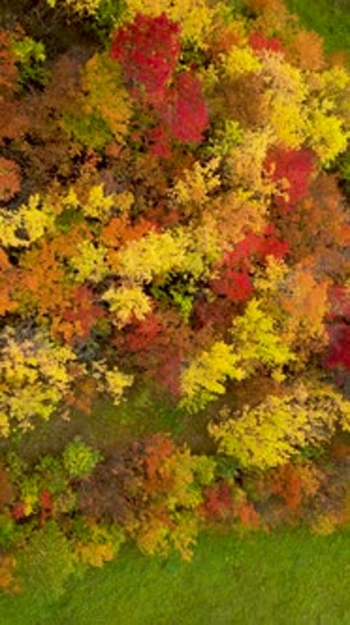 Autumn Forest with Colorful Trees Aerial View Flying a Drone Over Treetops in the Autumn Season