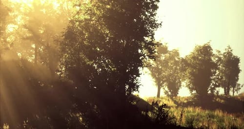 Sunlight Filters Through Trees in a Serene Forest During Morning Hours