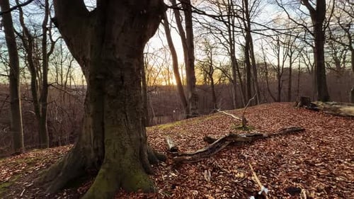 dog playing with stick on autumn leafs in forest