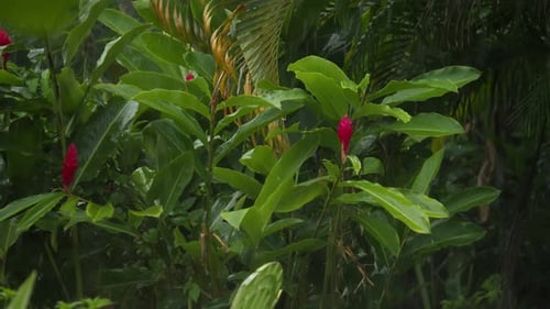 Alpinia Purpurata Red Ginger Plant In The Garden During Rainy Season. Static Shot