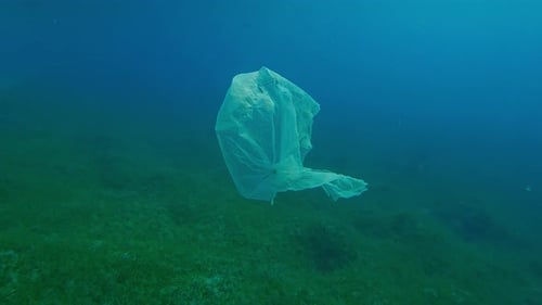 Una vieja bolsa de plástico blanca desechada flota sobre una columna de agua azul sobre una pradera de pastos marinos