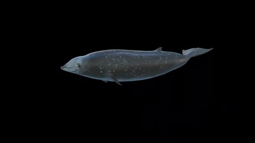 Cuvier Whale Swim Loop