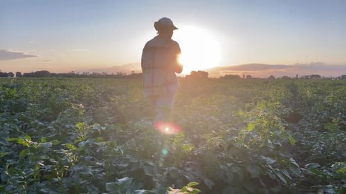 Adult Walks Through Farm Field at Sunset