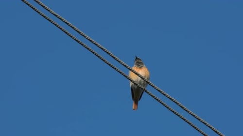 Vibrant Bird Perched on a Powerline in Sunlight