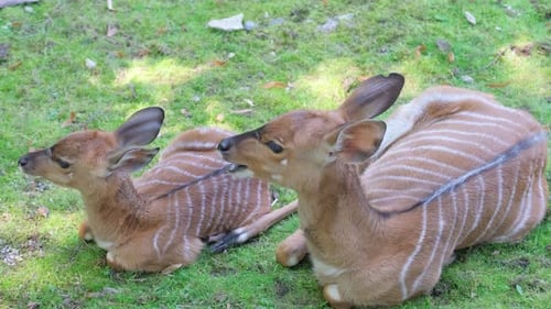 Two Fawns Resting in Grassy Landscape Surrounded By Wildlife