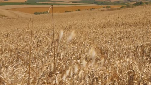Field of Wheat
