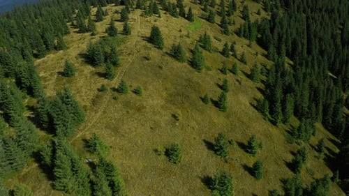 Aerial Peaceful Green Hills with Amazing Spruce Forest View at Warm Summer