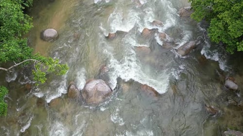 Water's movement and enduring lush forest presence.