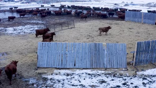 Vue aérienne du bétail qui se promène dans une ferme humide en hiver.