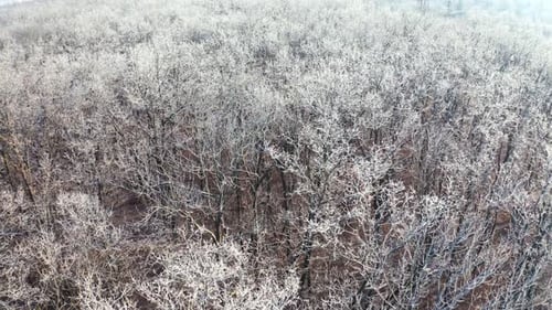 Gefrorene Baumkronen. Wald im Winter. Malerischer Blick auf weiße Bäume ohne Blätter.