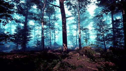 Sunbeams in Foggy Green Forest