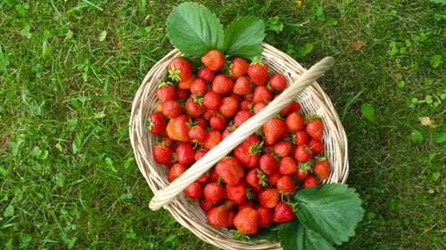 Wicker Basket with Strawberries