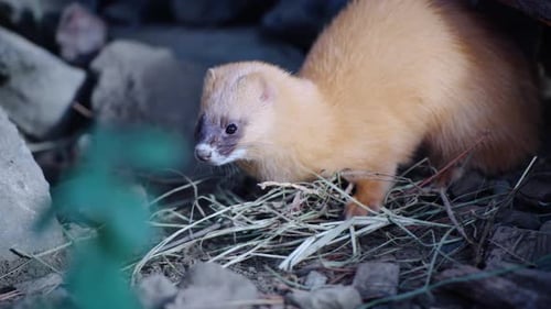 Plan rapproché d'une espèce unique de belette japonaise jouant dans le parc Ecozonia, Perpignan