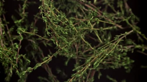 Ralentissement des branches de thym filmées par une caméra à haute vitesse à 1000 images par seconde