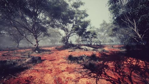 Atmospheric Bushland Forest with Red Earth and Subtle Camera Movement
