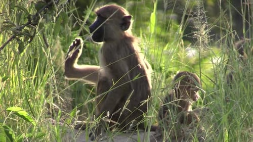 three playful juvenile olive baboons in high green grass, one scratching body and raising hind leg,