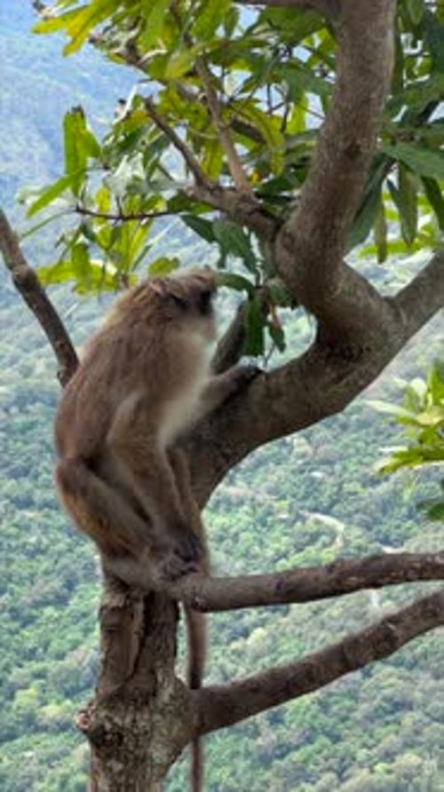 A Monkey Perched on a Tree Branch Overlooking a Verdant Mountain Range in Sri Lanka