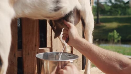 close up of caucasian male hands milking cow goat filling a steal bucket with fresh natural organic