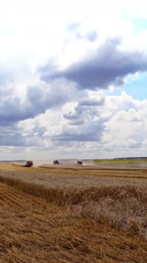 Agricultural scene. Combine harvesters harvesting ripe wheat on the field in summer.