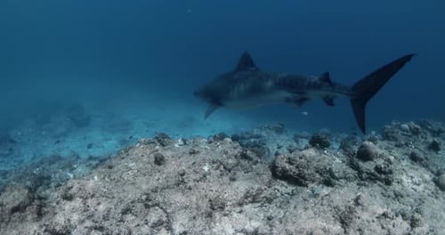 Free Diving with Big Tiger Shark Underwater in Blue Ocean
