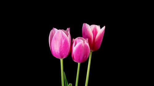 Pink Tulips Blooming in Time Lapse on Black