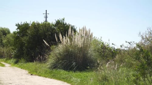 Lush Grass and Reeds Swaying in the Breeze