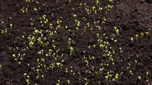 Agriculture Growing Plants Time Lapse Spring Green Sprout Germination Seed Epic Summer Inspiration