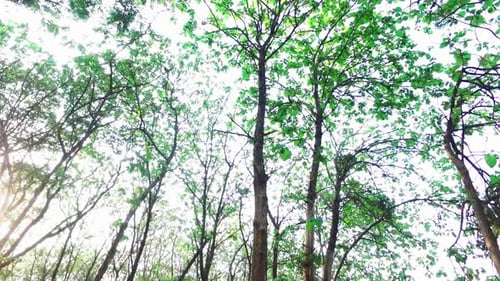 Blickwinkel, rotierende Aufnahme mit Bäumen im Wald