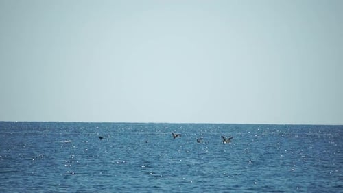 A Flock of Seagulls Fly in Warm Sunset Sky Over the Ocean Silhouettes of Seagulls Flying in Slow