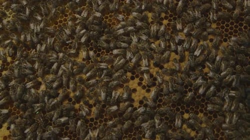 Bees on Honeycomb Dense Swarm