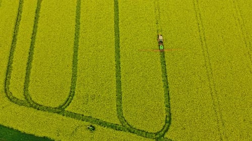 Drone Flight Above Canola Field In Poland when Farm Tractor Sprayer Spraying Fungicides and Pesticid