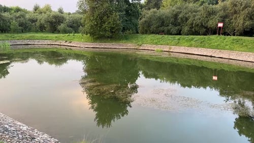 A tree in a pond
