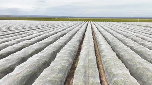 Aerial shot of rows of orange trees growing in California