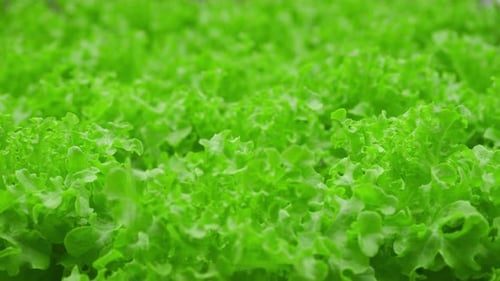 Close Up of Green Leafy Lettuce Growing