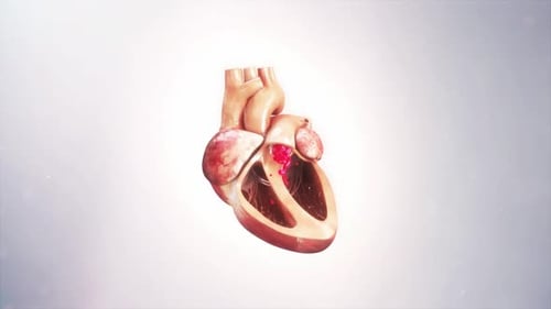 Herzfrequenz-Animationsdesign