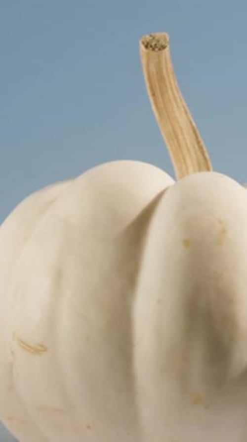 A small white pumpkin rotates against a blue sky background, close-up. Vertical video Social Media