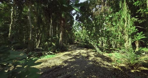 Peaceful Journey Through Green Canopy with Soft Light Filtering