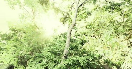 Lush Greenery Illuminated By Bright Sunlight in a Dense Forest Setting