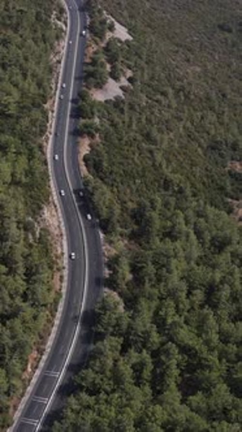 Tree Lined Highway
