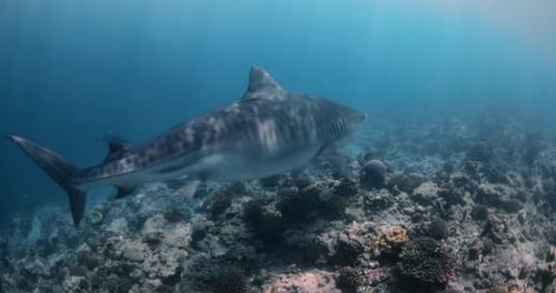 Shark Swims in Clear Blue Ocean Freediving with Tiger Sharks