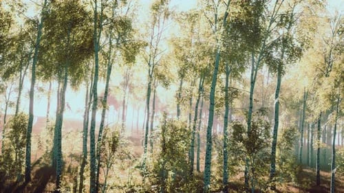 Golden Sunlight Through Autumn Birch Forest Background Loop